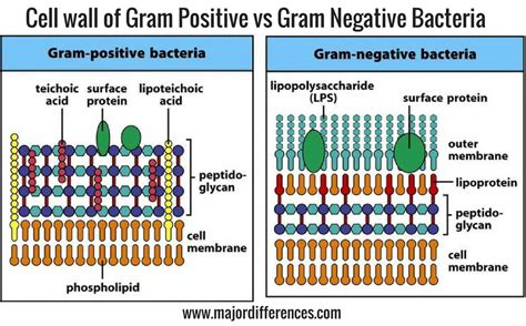 10 Differences between Cell wall of Gram positive and Gram negative ...