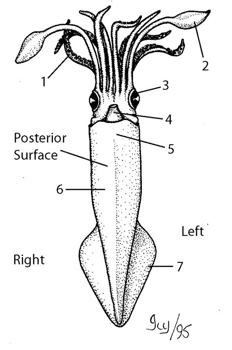 Squid Anatomy Diagram - Anatomy Reading Source