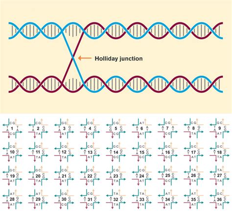 An Expanded Set of DNA Building Blocks for 3D Lattices