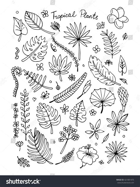 Tropical Plants Sketch Your Design : image vectorielle de stock (libre ...