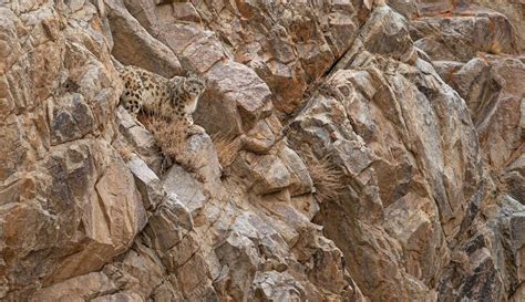 Masters of camouflage: Can you spot the snow leopards