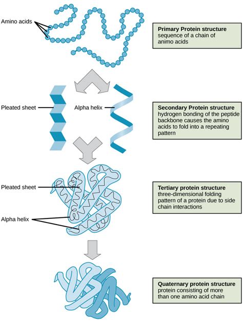 Protein Structure | Introduction to Chemistry