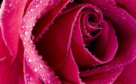 Close-up photo of pink rose HD wallpaper | Wallpaper Flare