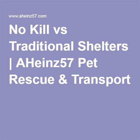 No Kill vs Traditional Shelters | Shelter, Animal rescue, Animal shelter