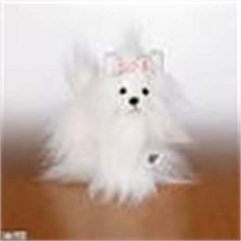 Albino yorkie??? - Page 3 - YorkieTalk.com Forums - Yorkshire Terrier ...