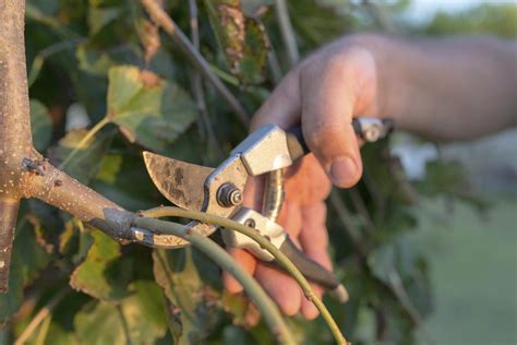 Weeping Cherry Tree Pruning - Gardenerdy