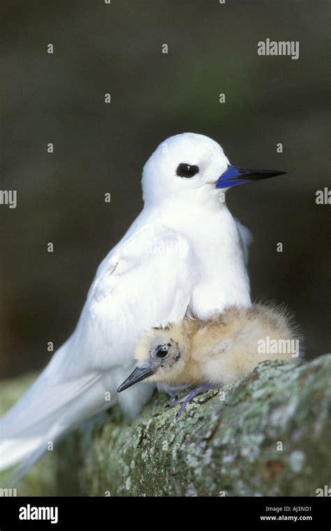 Newborn Fairy Tern Chick Burrows Into its Mother Midway Atoll Stock ...