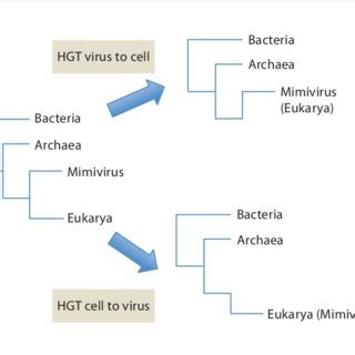 Two ways to transform a four-domains phylogeny into a three-domains ...