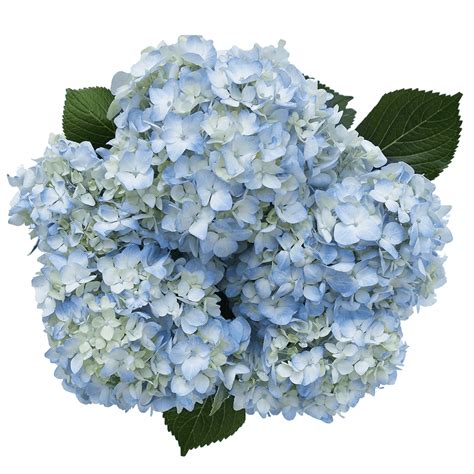 20 Blue Hydrangea Flowers- Beautiful Fresh Cut Flowers- Express ...