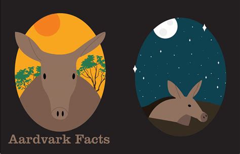 Aardvark Facts on Behance