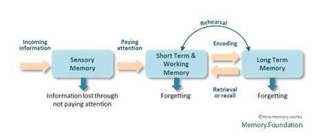 how memory works with MF | Memory Foundation