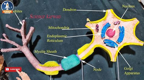 Neuron 3d Model using Thermocol || Neuron project for school science ...