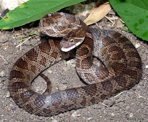 Great Plains Ratsnake - Pantherophis emoryi