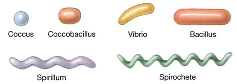 Shapes of Bacteria: Cocci, Bacilli, and Spirochetes – Microbe Online