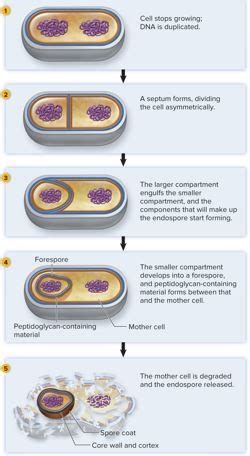 Exam 1 - Essay Steps of Endospore Formation Diagram | Quizlet