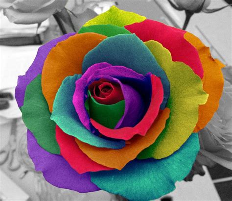 19 best Rainbow Roses images on Pinterest | Rainbow roses, Rose ...