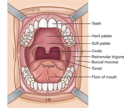 Labial Mucosa Anatomy