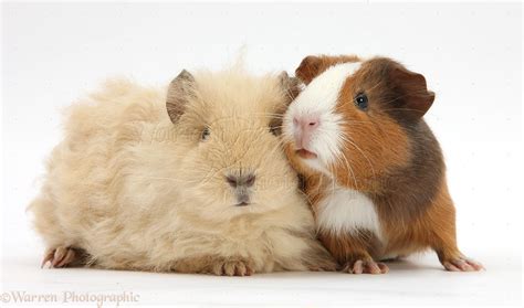 Alpaca Guinea pig and smooth tricolour Guinea pig photo WP29468