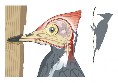 Woodpeckers sustain brain damage