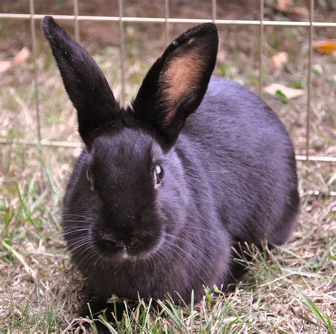 Havana - Different Breeds Of Rabbits