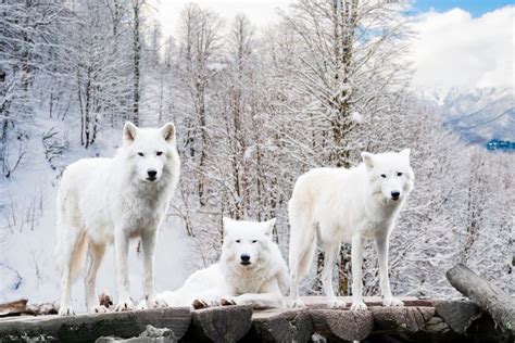 Wolf Pack HD Wallpapers New Tab – Impressive Nature