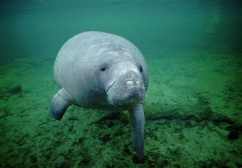 How long do manatees live