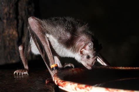 Scientists Solve Mystery of How Vampire Bats Feed on Blood Without ...