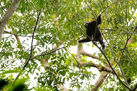 Pileated gibbon (Hylobates pileatus)