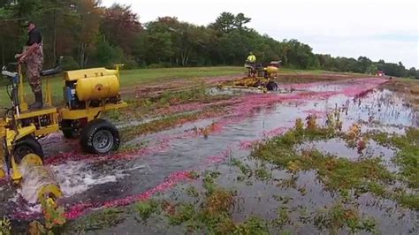 The Life Cycle of a Cranberry Harvest - YouTube