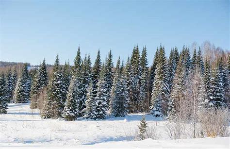 Gángster Pies suaves loto temperate coniferous forest mercado ...