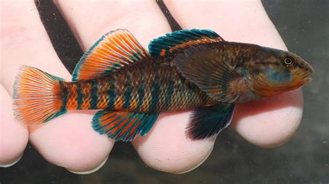 Maryland Biodiversity Project - Rainbow Darter (Etheostoma caeruleum)