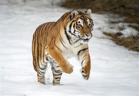 Siberian tiger | Size, Habitat, Population, & Facts | Britannica