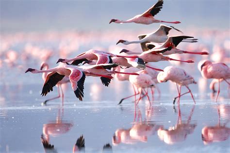 Discover the amazing Lake Natron - Africa Safari