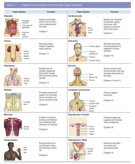 11 Systems Of The Body Diagrams