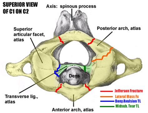 Dens Anatomy - Anatomy Reading Source