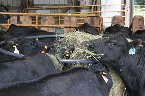 Efficiently feeding hay to cattle | UMN Extension