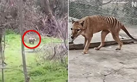 Tasmanian Tiger-like animal caught on video in Belair National Park ...