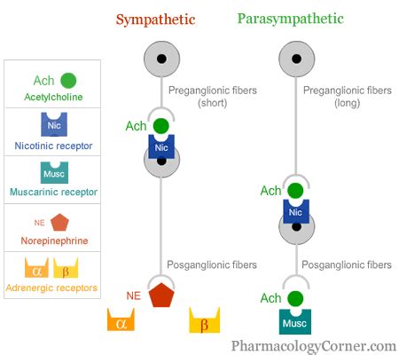 Acetylcholine receptor - Alchetron, The Free Social Encyclopedia