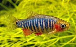 Emerald Dwarf Rasbora (Microrasbora erythromicron) | Tropical Fish Keeping