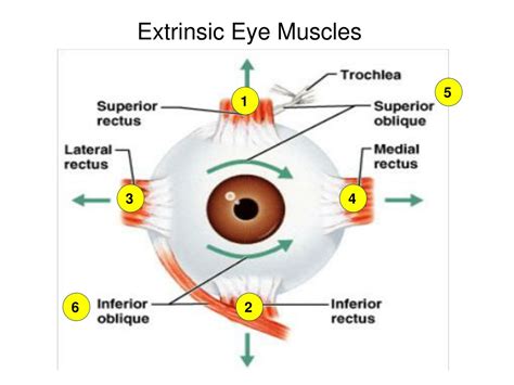 PPT - There are 4 cranial nerves: Optic (II), Oculomotor (III ...