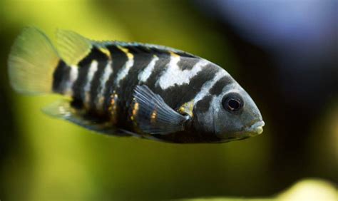 Convict Cichlid (Amatitlania nigrofasciata): Ultimate Care Guide - Fish ...