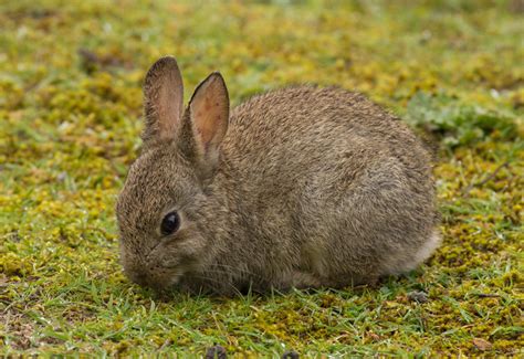 Rabbit kit at Minsmere – UK Wildlife