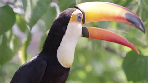 Close View Toucan Beak Open Viewing Stock Footage Video (100% Royalty ...