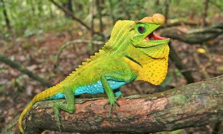 One in five reptile species faces extinction – study | Environment ...