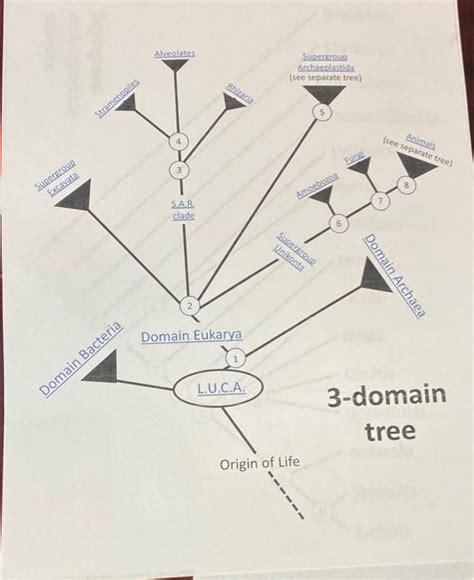 Solved 5. Identify the node in the Archaeplastida phylogeny | Chegg.com