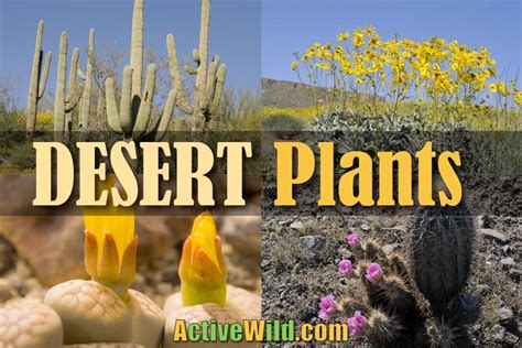 Desert Plants List - Pictures & Facts: Amazing Plants That Live In Deserts