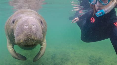 My Guide to Booking the Best Manatee Tours in Crystal River, Florida