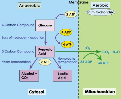 SparkNotes: Glycolysis: Anaerobic Respiration: Homolactic Fermentation