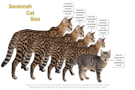 Savannah cat Size ⋆ Savannah size compared to domestic cat