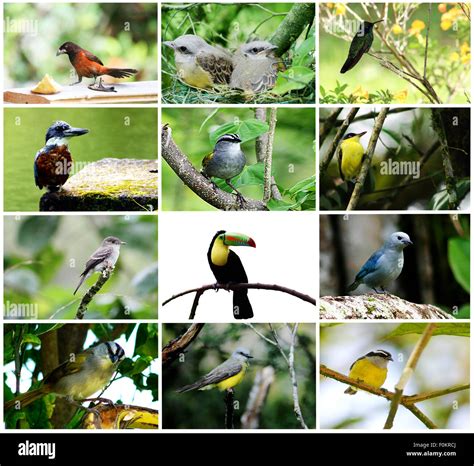 Bird species collage hi-res stock photography and images - Alamy